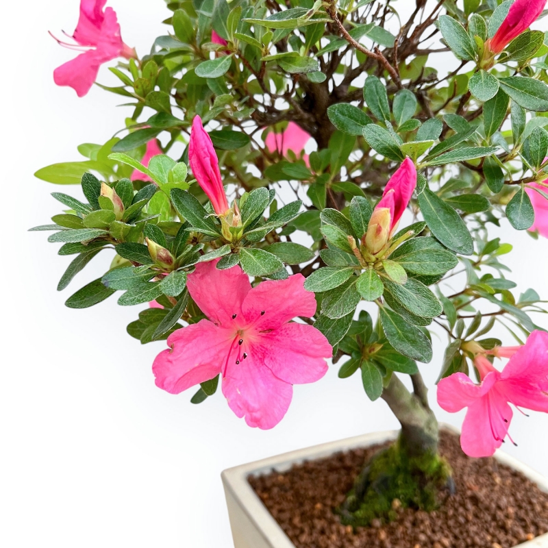 Rhododendron Indicum - Azalea - 45 cm
