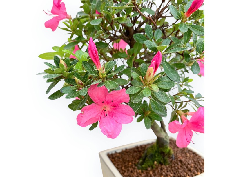 Rhododendron Indicum - Azalée - 45 cm