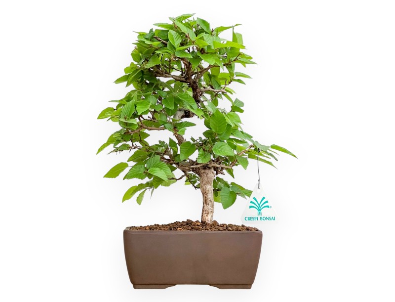 Carpinus Turczaninovii - Carpe - 29 cm