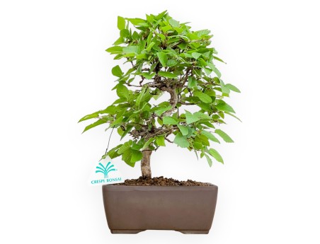 Carpinus Turczaninovii - Haagbeuk - 29 cm