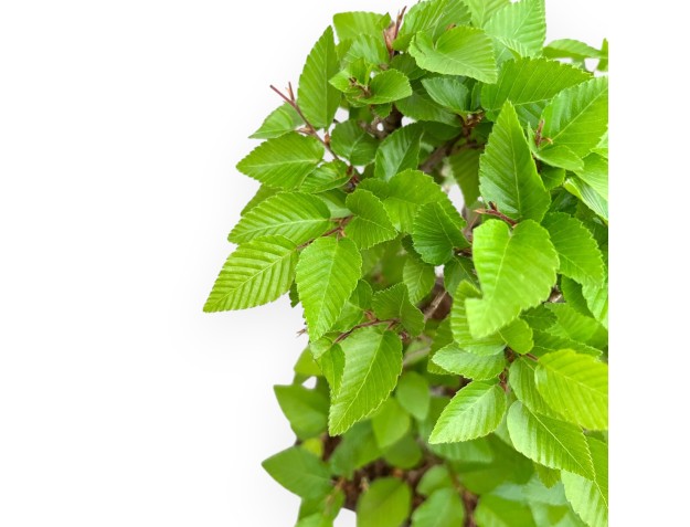 Carpinus Turczaninovii - Hainbuche - 29 cm 2