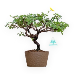 Potentilla Fruticosa - 27 cm