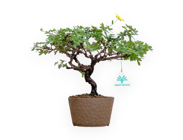 Potentille Fruticosa - 27 cm
