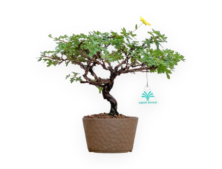 Potentille Fruticosa - 27 cm