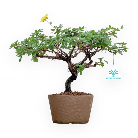 Potentilla Fruticosa - 27 cm