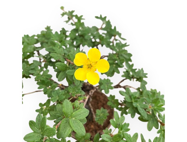 Potentille Fruticosa - 27 cm 2