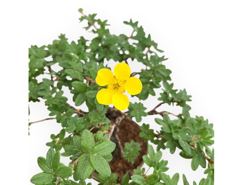 Potentille Fruticosa - 27 cm