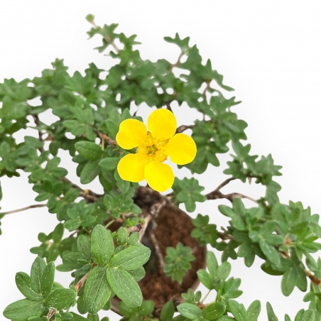 Potentilla Fruticosa - 27 cm