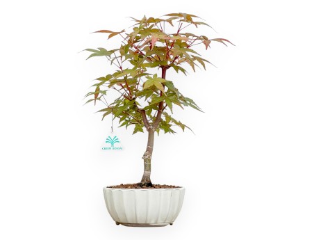 Acer Palmatum Deshojo - Arce - 38 cm