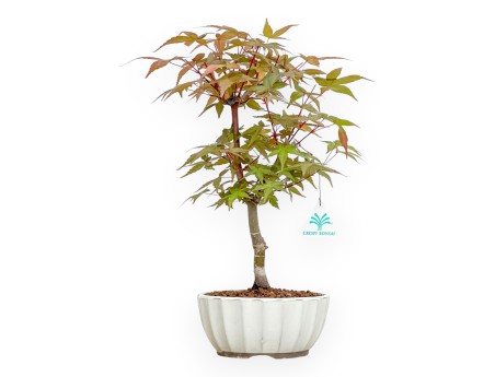 Acer Palmatum Deshojo - Arce - 38 cm