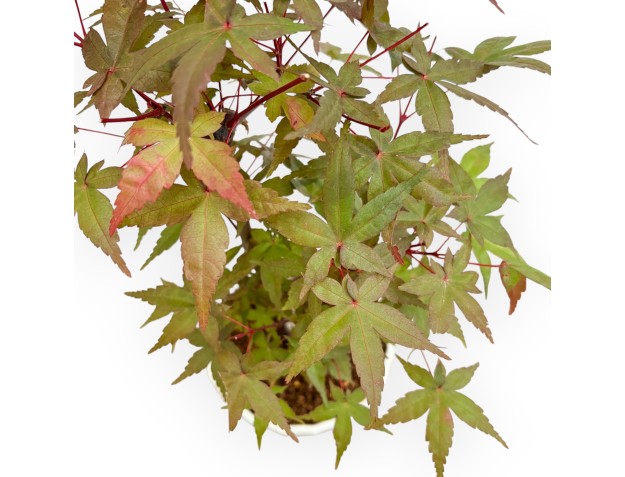 Acer Palmatum Deshojo - Acero - 38 cm 2