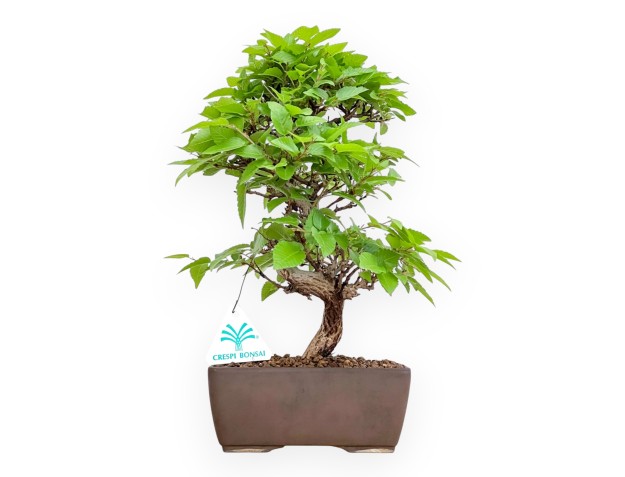 Carpinus Turczaninovii - Carpe - 32 cm