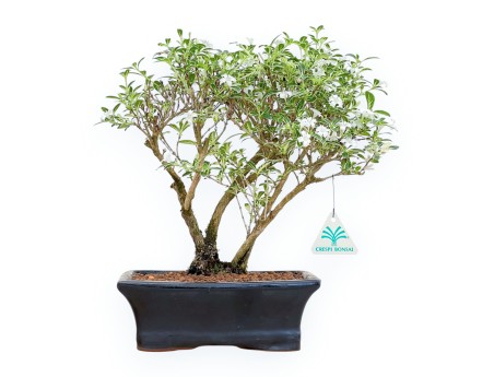 Serissa Foetida Variegata - Serissa - 36 cm