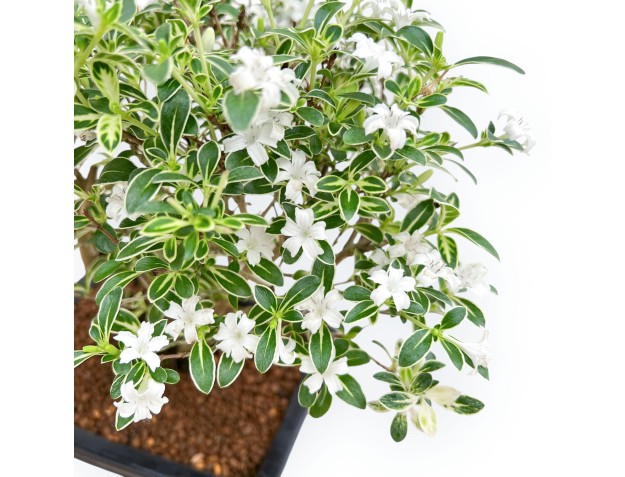 Serissa Foetida Variegata - Serissa - 36 cm 2