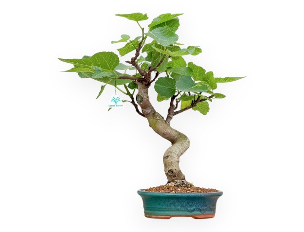 Ficus Carica - Figuier - 50 cm