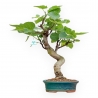 Ficus Carica - Fig - 50 cm