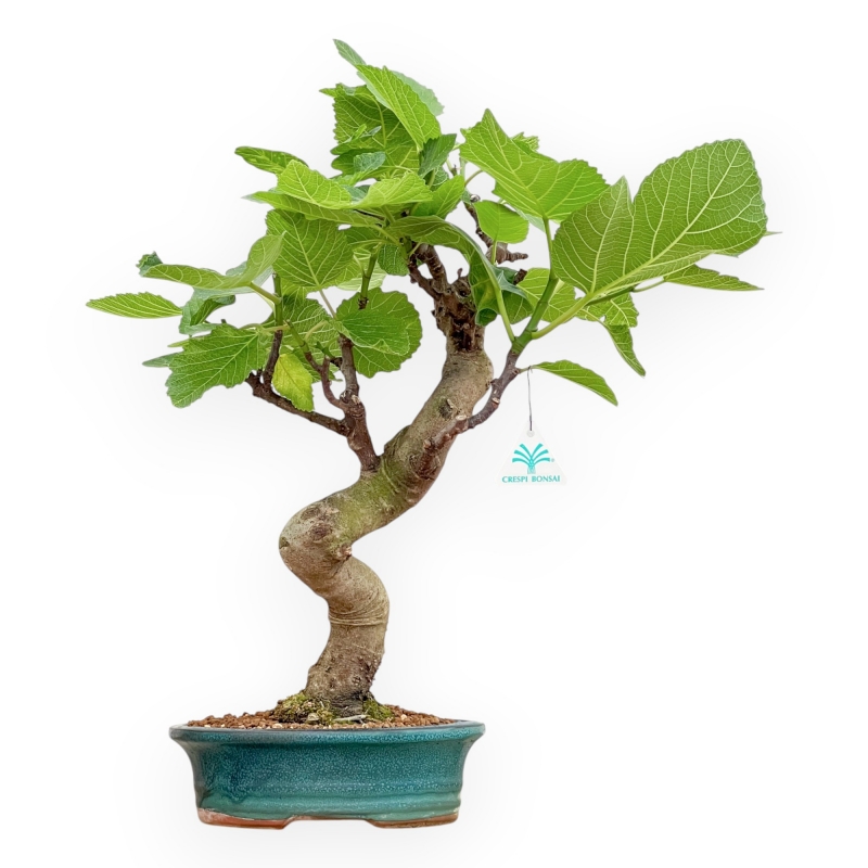 Ficus Carica - Fig - 50 cm