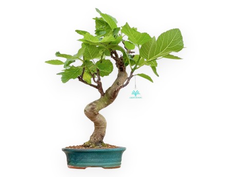 Ficus Carica - Figuier - 50 cm