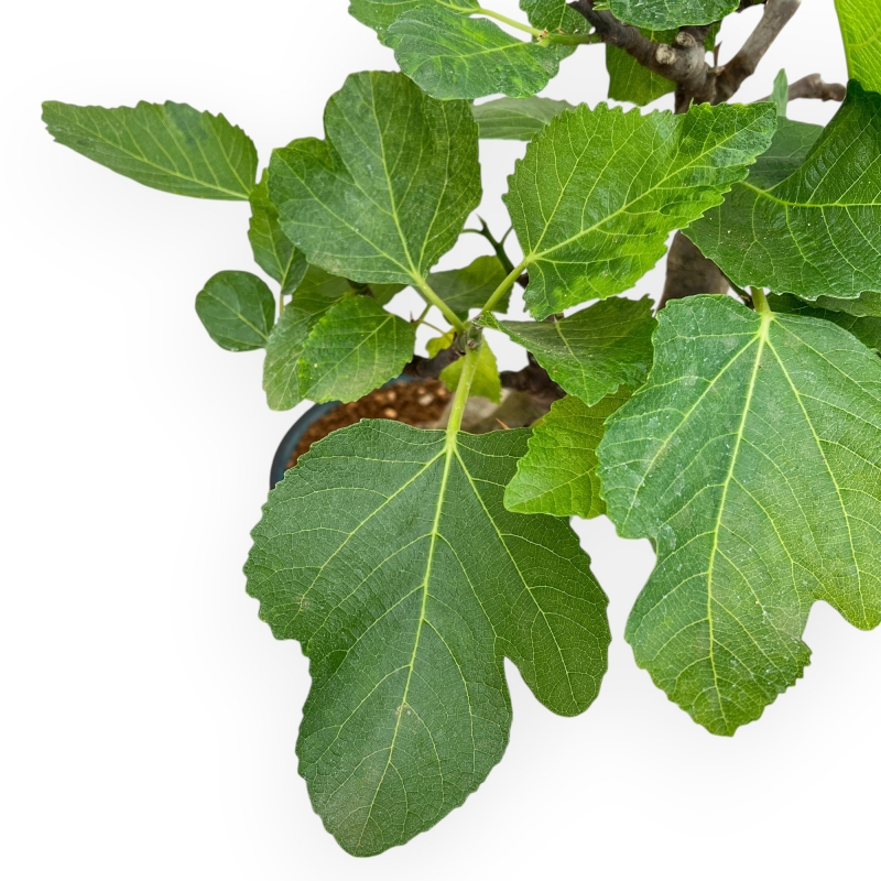 Ficus Carica - Fig - 50 cm