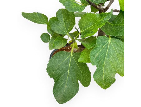 Ficus Carica - Figuier - 50 cm