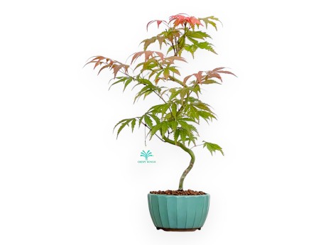 Acer Palmatum Kocho no mai - Arce - 43 cm