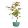 Acer Palmatum Kocho no mai - Maple - 43 cm