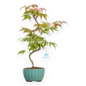 Acer Palmatum Kocho no mai - Maple - 43 cm