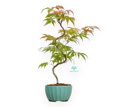 Acer Palmatum Kocho no mai - Ahorne - 43 cm