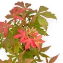 Acer Palmatum Kocho no mai - Maple - 43 cm