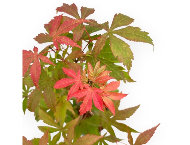 Acer Palmatum Kocho no mai - Esdoorn - 43 cm 2