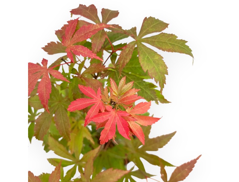 Acer Palmatum Kocho no mai - Acero - 43 cm