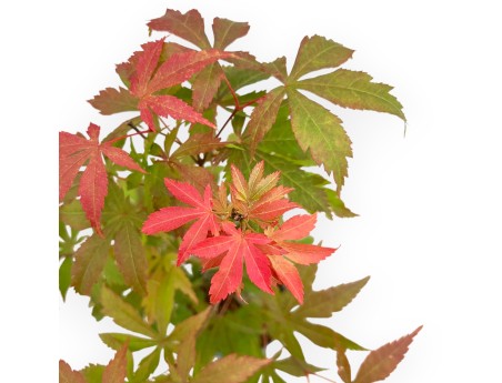 Acer Palmatum Kocho no mai - Esdoorn - 43 cm