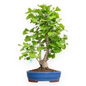 Ginkgo Biloba - 57 cm