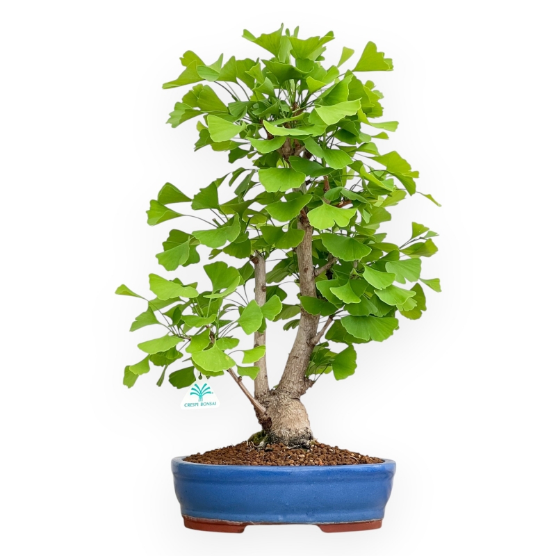 Ginkgo Biloba - 57 cm