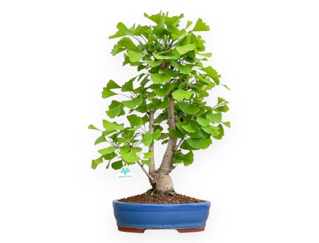Ginkgo Biloba - 57 cm