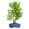 Ginkgo Biloba - 57 cm