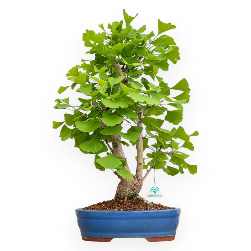 Ginkgo Biloba - 57 cm
