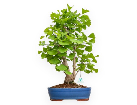 Ginkgo Biloba - 57 cm