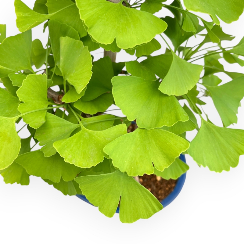 Ginkgo Biloba - 57 cm