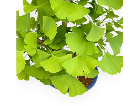 Ginkgo Biloba - 57 cm