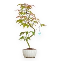 Acer Palmatum Kocho no mai - Esdoorn - 48 cm