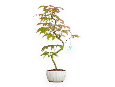 Acer Palmatum Kocho no mai - Ahorne - 48 cm