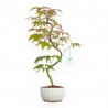 Acer Palmatum Kocho no mai - Maple - 48 cm