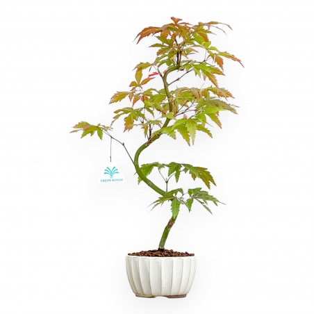 Acer Palmatum Kocho no mai - Maple - 48 cm