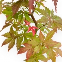 Acer Palmatum Kocho no mai - Maple - 48 cm