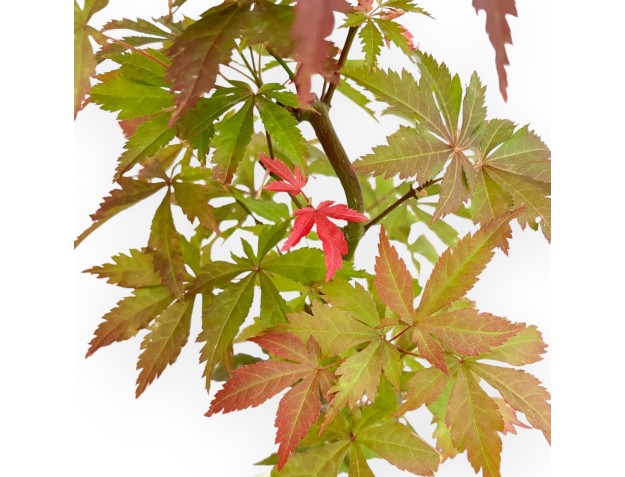 Acer Palmatum Kocho no mai - Érable - 48 cm 2