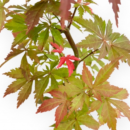 Acer Palmatum Kocho no mai - Maple - 48 cm