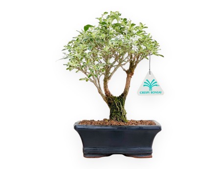 Serissa Foetida Variegata - Serissa - von 26 bis 29 cm