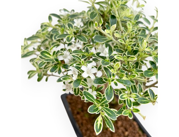 Serissa Foetida Variegata - Serissa - van 26 tot 29 cm 2
