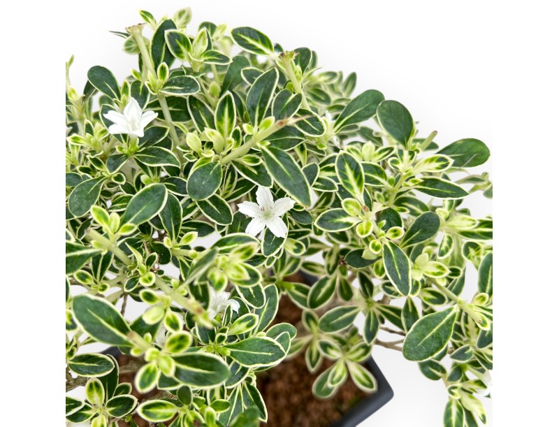 Serissa Foetida Variegata - Serissa - von 26 bis 29 cm